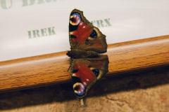motyl-w-klubie