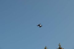 SP2PR_FX301596